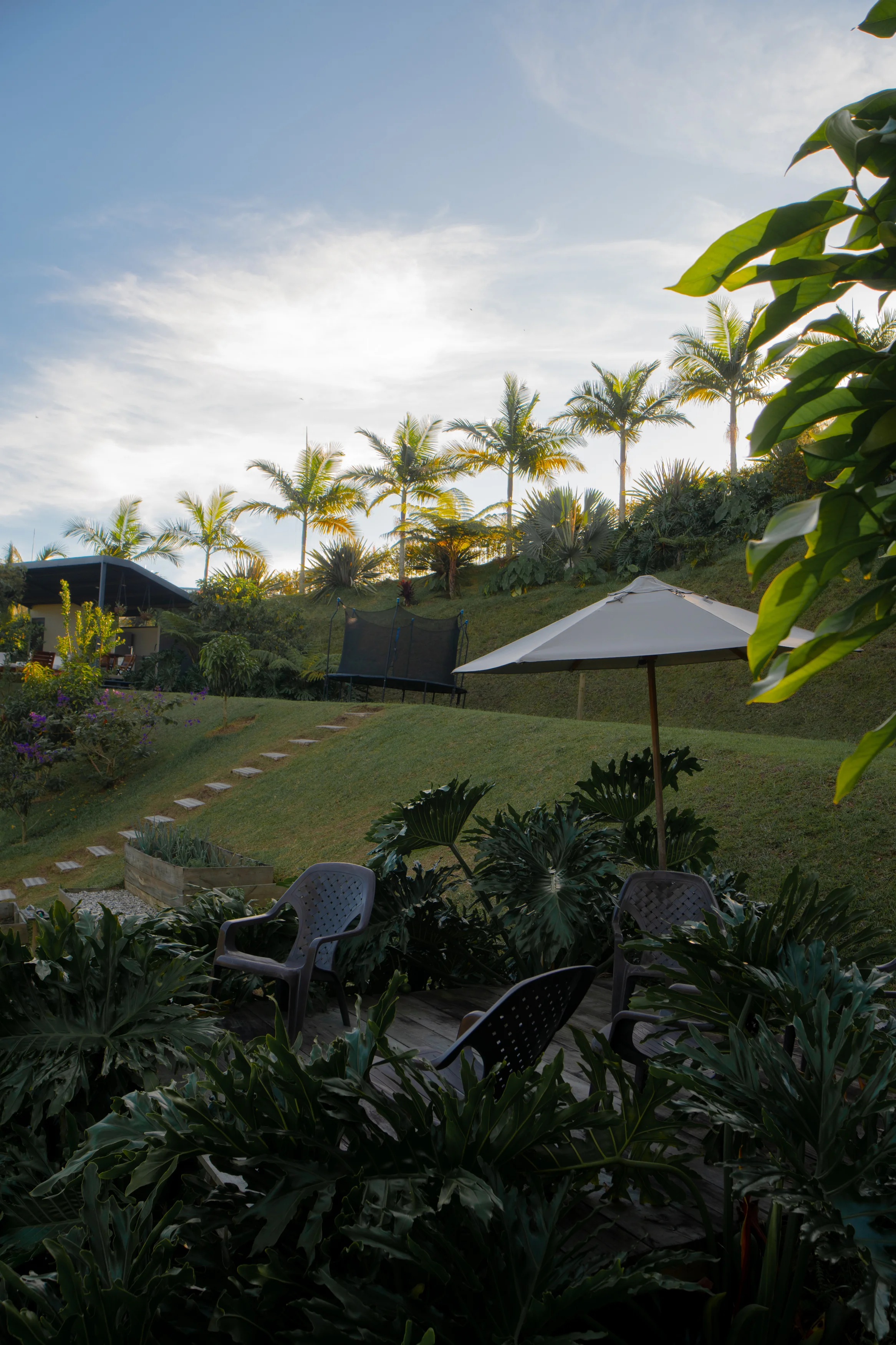 Garden with palm trees and lounge chairs